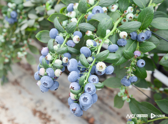 大降价！“蓝莓论克卖变论斤称”“荔枝从70元/斤跌至个位数”……高端水果排队上热搜，发生了什么？